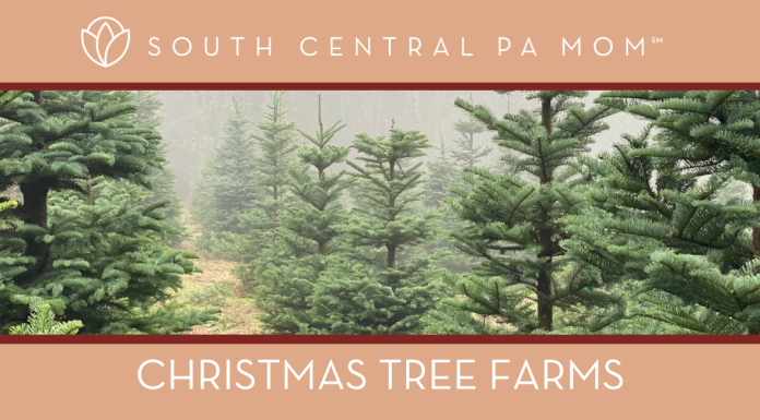 Christmas tree farms