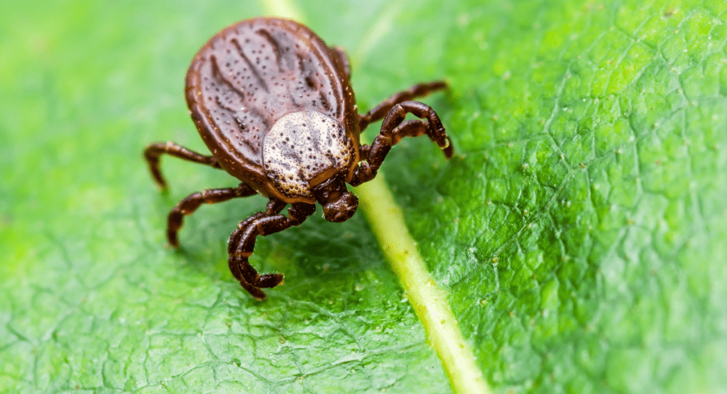 tick bites