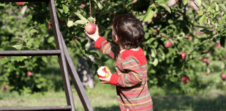 apple orchards