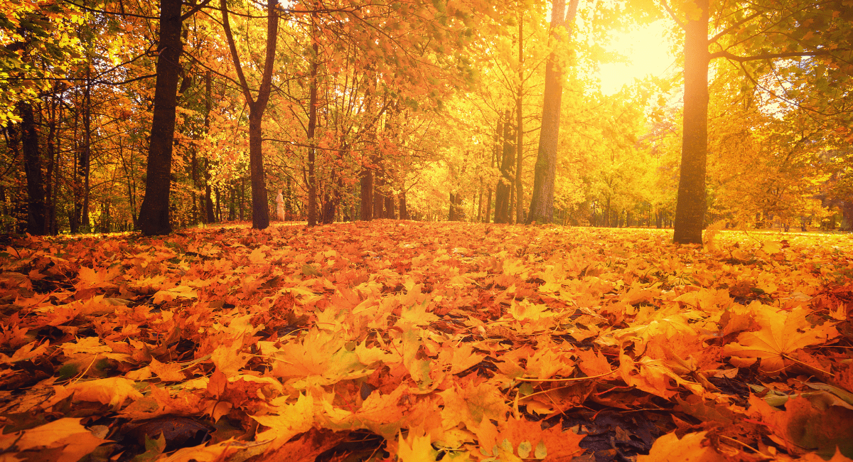 fall foliage