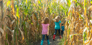 corn maze