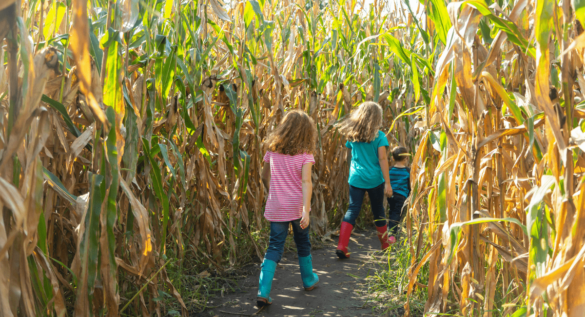 Find a Corn Maze in South Central PA