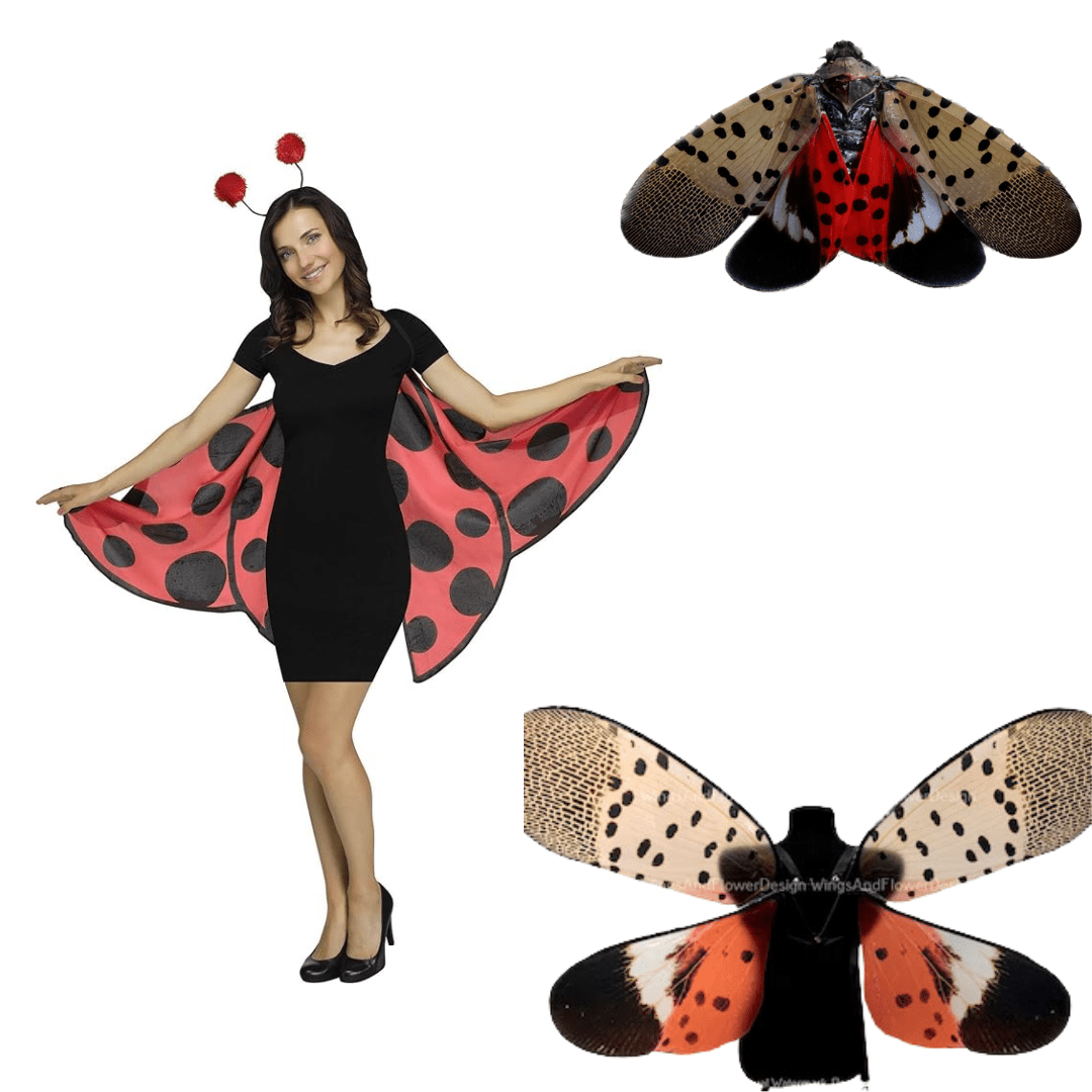 spotted lanternfly, Halloween, Pennsylvania